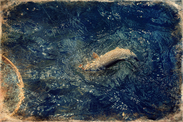 Truta de riacho macho em uma rede de pouso, velho efeito foto
 - Foto, Imagem
