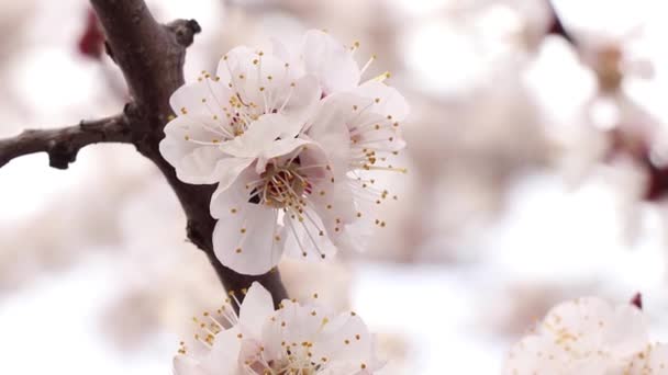 abelha em uma flor de damasco na primavera na Ucrânia em um dia ensolarado 2020
 - Filmagem, Vídeo