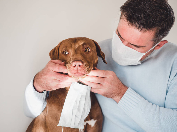 Sweet, pretty puppy of chocolate color and his owner, holding a medical mask. Closeup, indoors. Day light. Concept of care, education, obedience training, raising pets - Foto, imagen