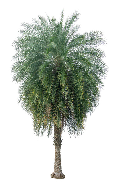 Single Phoenix Dates Palm tree isolated on white background, pinate silver leaf of palmae plant die cut with clipping path  - Photo, Image