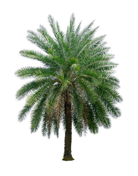 Singola Phoenix Date Palma isolato su sfondo bianco, pinate foglia d'argento della pianta palmae morire tagliato con percorso di ritaglio
 - Foto, immagini