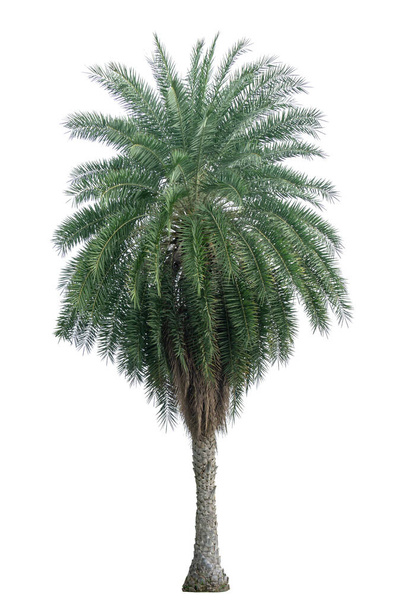 Single Phoenix Data Palm boom geïsoleerd op witte achtergrond, pinate zilveren blad van palmae plant sterven gesneden met clipping pad - Foto, afbeelding