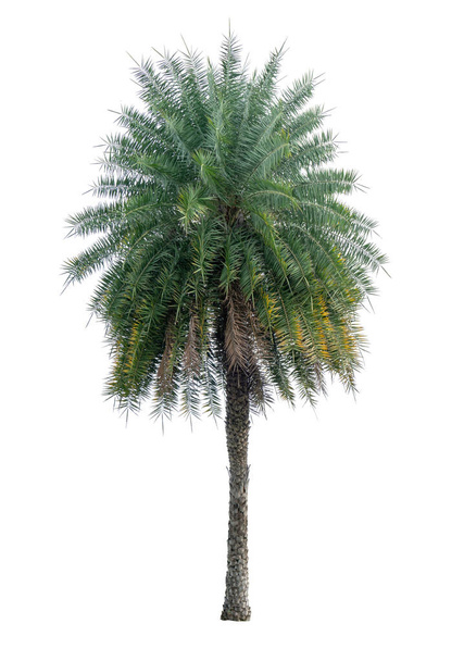 Single Phoenix Data Palm boom geïsoleerd op witte achtergrond, pinate zilveren blad van palmae plant sterven gesneden met clipping pad - Foto, afbeelding