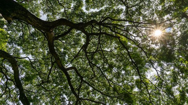 太陽と白い空の下に広がる大きな雨の木の植物の枝の緑の葉への上の画像、自然の背景の葉のための概念、垂直写真 - 写真・画像