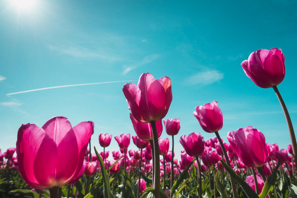 Roze tulpenveld in Nederland. - Foto, afbeelding