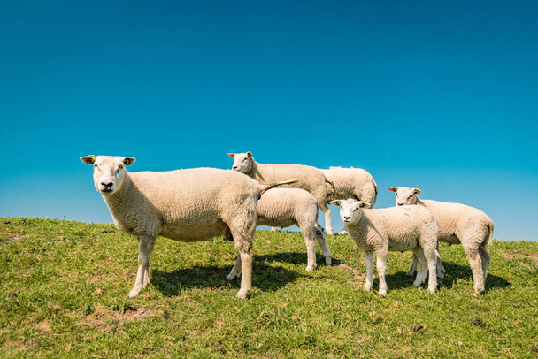 Owce niderlandzkie na grobli wiosną w Niderlandach Flevoland Noordoostpolder, owce i jagnięta na łące - Zdjęcie, obraz