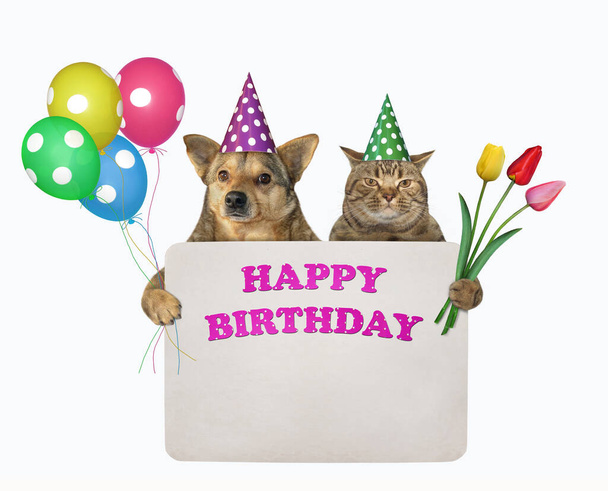 Pes a kočka ve slavnostních kloboucích drží barevné balónky a papírovou ceduli s nápisem Všechno nejlepší k narozeninám. Bílé pozadí. Izolované. - Fotografie, Obrázek