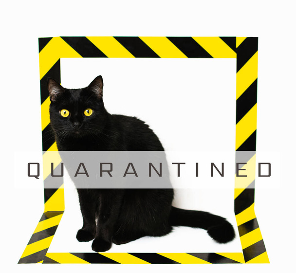 Fekete macska izolált fekete és sárga csíkos szigszalag. Veszélyes állat fogalmi képe fehér alapon. - Fotó, kép