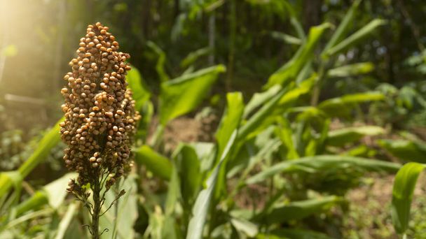 ジャリ（Jali 、 Coix lacryma-jobi）は、熱帯性の穀物植物の一種。起源は東アジアとマラヤですが、現在では世界各地に広がっています。 - 写真・画像