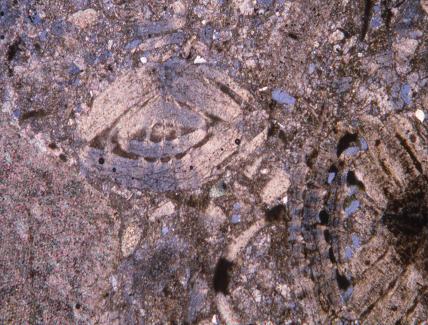 Felsschmaler Abschnitt mit Fossilien unter der Lupe - Foto, Bild