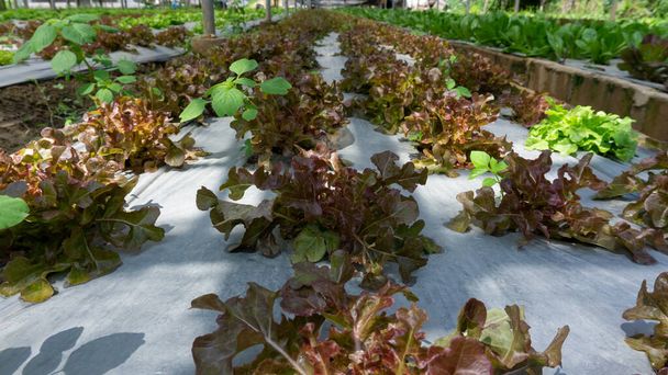 Plantacja warzyw na ekologicznych użytkach rolnych, młody zielony i czerwony liść sałaty dębowej sadzonki rozprzestrzeniające się na brązowej pokrywie gleby przez czarny plastikowy arkusz w szkółce w cieniu szklarni - Zdjęcie, obraz