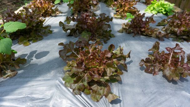 有機農地の植物プランテーション、温室の陰影の下で保育園で黒プラスチックシートによってカバー茶色の土壌に広がる若い緑と赤のオークの葉レタスの苗 - 写真・画像