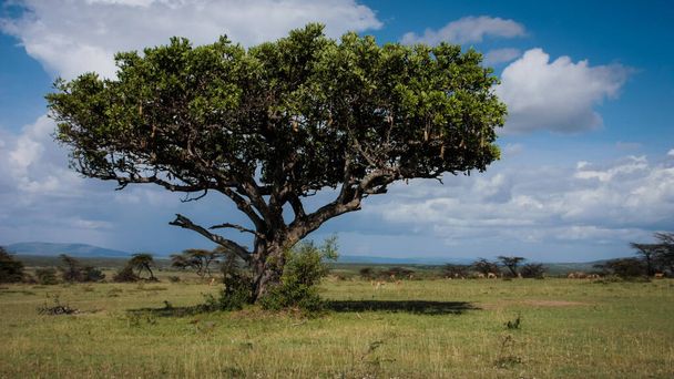 Verlaten boom in savanne - Foto, afbeelding