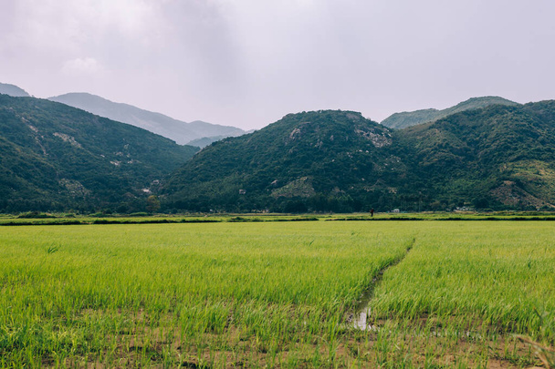 View of a green rice field, young rice. Field with water supply. Rainforest and mountains in the background. Agricultural land of Asia. Sunny weather. - Photo, Image
