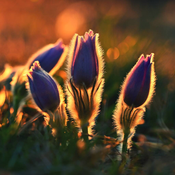 Spring flowers. Beautiful purple little furry pasque-flower. (Pulsatilla grandis) Blooming on meadow at the sunset. - Foto, Bild