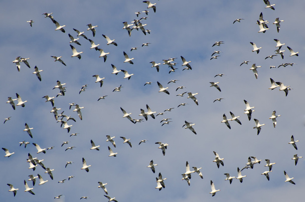 雪ガチョウを飛んでの大規模な群れ - 写真・画像