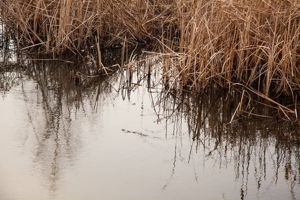 сухий очерет на озері
 - Фото, зображення