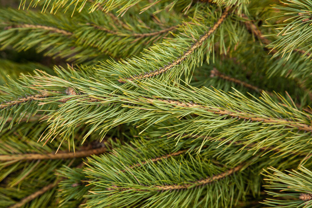 Rami verde pino come sfondo o texture
 - Foto, immagini