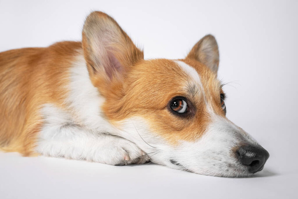 Welsh corgi pembroke or cardigan with sly muzzle lies on floor isolated on white background. Naughty dog with offended look is punished for misbehavior. Sad puppy is alone at home waiting for owner. - Foto, Imagen