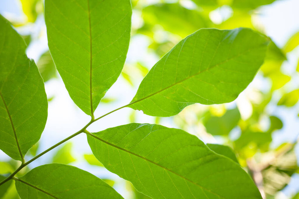 green walnut leaves bright evil color background - Foto, afbeelding