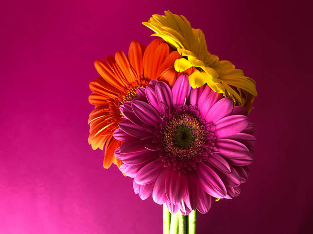 Sluiten 3 geel oranje roze gerbera madeliefje bloemen op een fel roze achtergrond - Foto, afbeelding