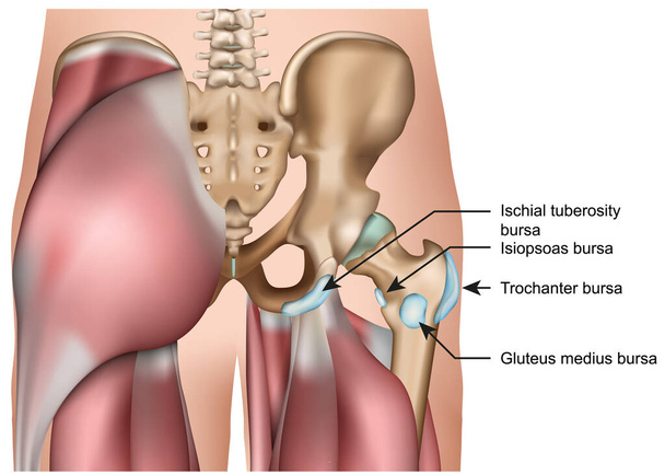 Hüftbeuger Anatomie 3D medizinische Vektor Illustration isoliert auf weißem Hintergrund - Vektor, Bild