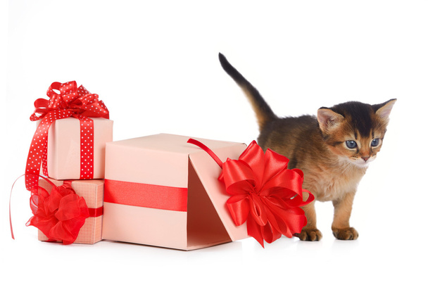 Lindo gatito somalí en una caja de regalo
 - Foto, Imagen