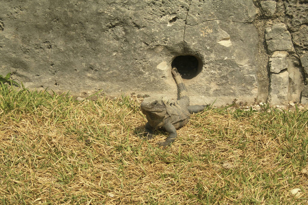 Iguana en el sol del desierto saliendo de un agujero. Animal sobre hierba seca
 - Foto, Imagen