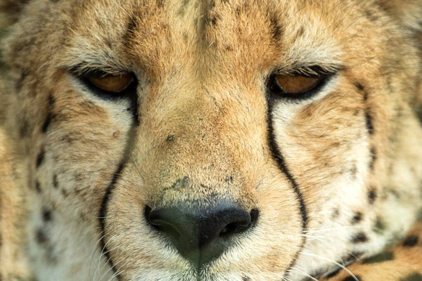Dikey, renkli bir fotoğraf çita, Acinonyx jubatus, Büyük Kruger Transfrontier Park, Güney Afrika, güzel yırtıcı, kameraya bakan büyük kedi, safari macerası - Fotoğraf, Görsel