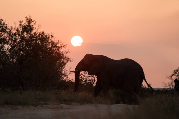 Silhouette of a big beautiful elephant at sunrise, wild animal, safari game drive, Eco travel and tourism, Zimbabwe, mammal in natural environment,african wildlife, elephant with rising sun - Photo, Image