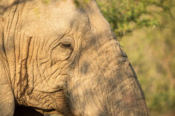 Портрет большого красивого слона, питающегося деревьями, диким животным, сафари, экопутешествия и туризм, национальный парк Крюгер, Южная Африка, млекопитающие в естественной среде обитания, африканская дикая природа
 - Фото, изображение