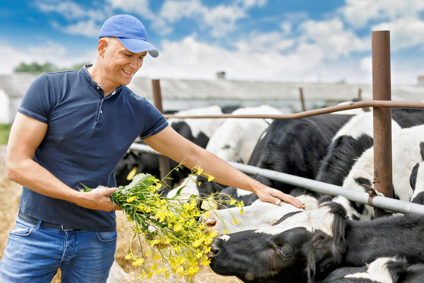 agriculteur à la ferme avec vache laitière
 - Photo, image