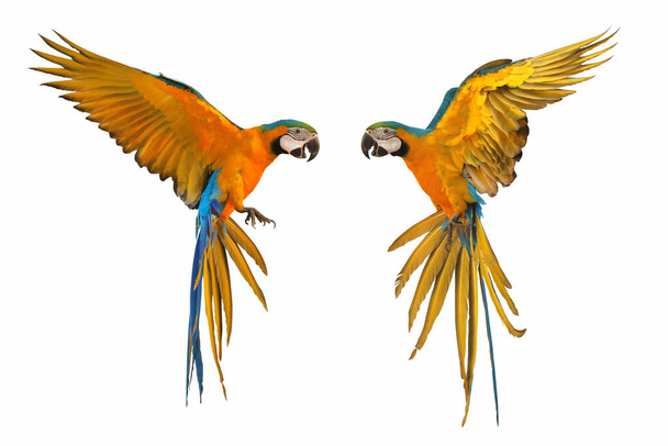 Macaw papagáj repül elszigetelt fehér - Fotó, kép