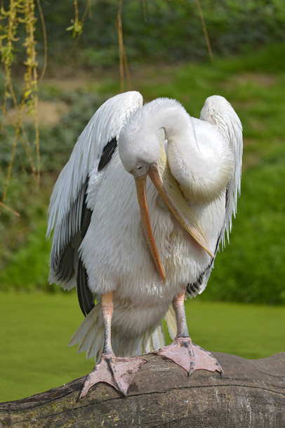 Witte pelikaan (Pelecanus onocrotalus) gekruist op tak en de open snavel van voren gezien - Foto, afbeelding