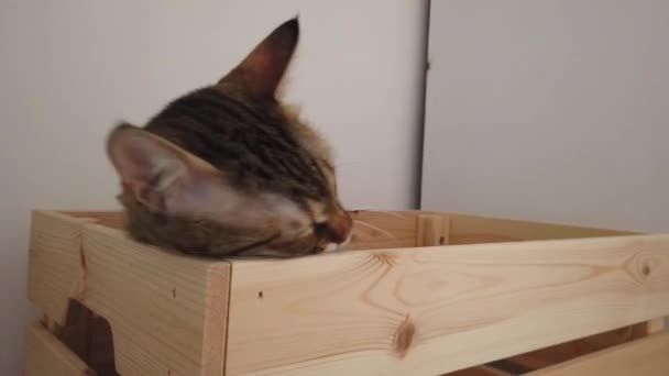 gray cat in a wooden box - Felvétel, videó