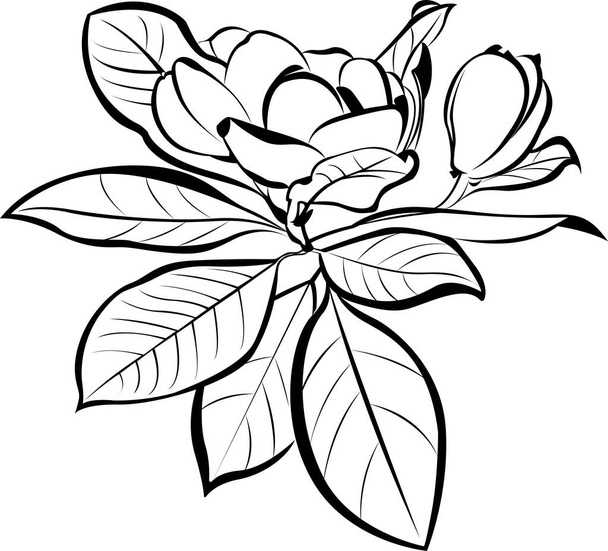 Διάνυσμα Magnolia λουλούδια βοτανική ασπρόμαυρο με γραμμική τέχνη σε λευκό φόντο. - Διάνυσμα, εικόνα