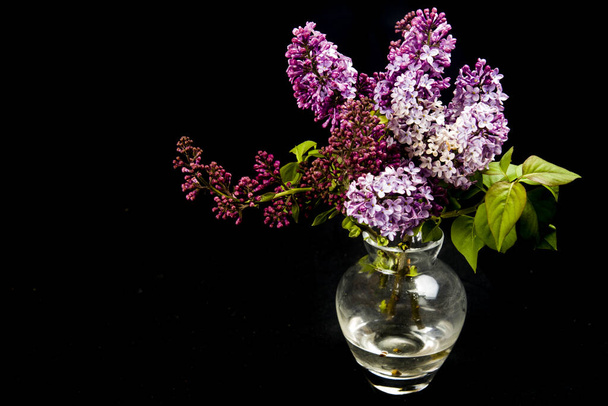 florero pequeño con lilas frescas sobre fondo negro
 - Foto, Imagen
