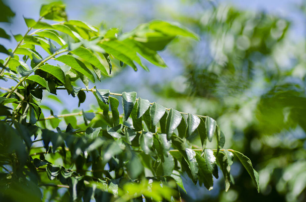 Primer plano, hojas frescas de curry (Murraya koenigii o Bergera koenigii) en el jardín de plantas. brillante día soleado y poca profundidad de fondo de campo
 - Foto, Imagen