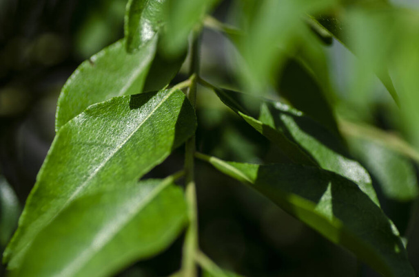 Nahaufnahme, frische Curryblätter (Murraya koenigii oder Bergera koenigii) im Pflanzgarten - Foto, Bild