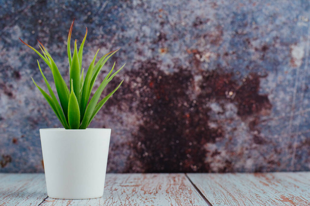 green potted plant on wooden desk - Foto, imagen