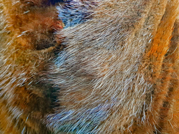 Getextureerd oppervlak van een bruine vacht van natuurlijk bont van nerts - Foto, afbeelding