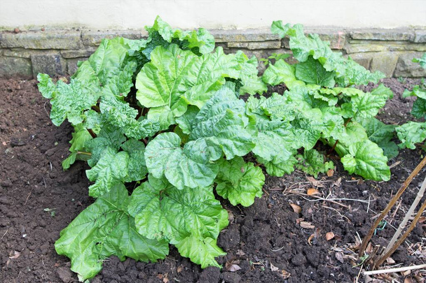 Gardening is great exercise and useful for generating food, during the self isolation crisis, brought on by the Corona virus.  Timperley Early rhubarb is a good source of vitamins and iron. - Photo, Image