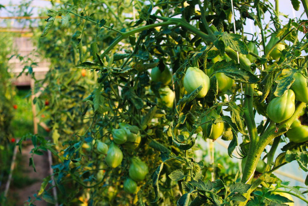 Pěstování rajčat ve skleníku. Pěstování rajčat na dvou stranách v podnose, s pěšinou mezi. - Fotografie, Obrázek