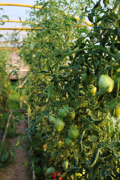 Cultivando tomates em uma estufa. Cultivando tomates em dois lados em um prato, com um caminho entre
. - Foto, Imagem