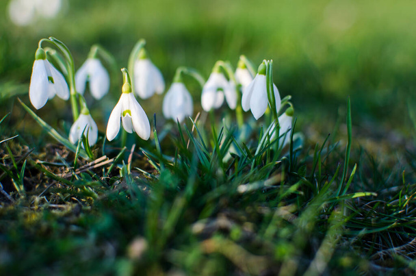 Pequenas flores da primeira primavera de gotas de neve florescem ao ar livre na primavera para o feriado de 8 de março - Foto, Imagem