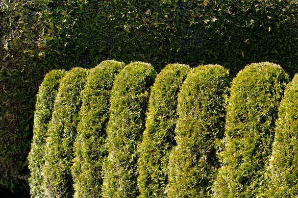 uma cerca natural de arbustos thuja aparadas plantadas em uma fileira como cerca viva
 - Foto, Imagem