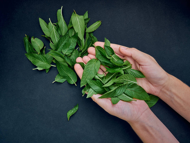 Fresh mint in the hands. - Photo, image