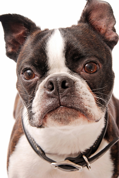 ボストン テリア犬のクローズ アップ - 写真・画像