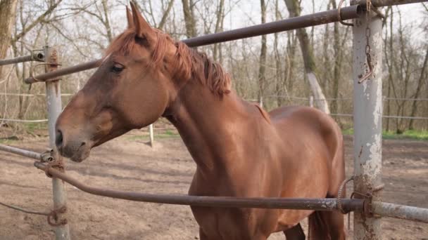 коричневий кінь на фермі. кораловий кінь на відкритому повітрі
 - Кадри, відео