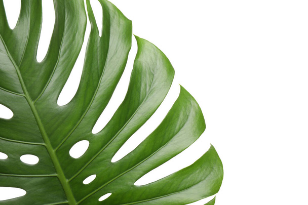 Folha tropical verde fresco isolado em branco, close-up
 - Foto, Imagem